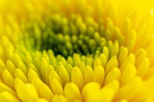Soft pastel yellow flower showing detailed gentle layers in macro view. photo