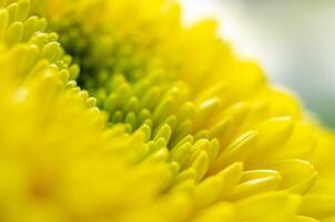 Green centered yellow flower captured in daylight with layered texture. photo
