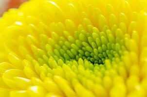 Macro image of bright yellow flower with captivating layered petal effect. photo