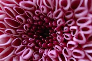 Macro image of bright pink chrysanthemum with captivating layered petal effect photo