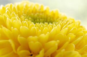 Close up of yellow flower showing symmetrical curls and vibrant garden color. photo