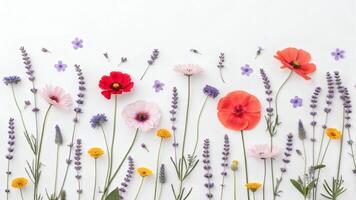 Colorful spring flowers arranged in rows on white background, top view. photo