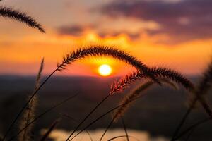 Close-up grass flower with sunset on background. photo
