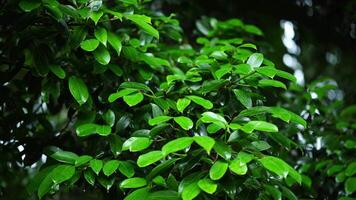 Green leaves with water drops on tropical rainforest background. Splashing water drops on green leaves. Wet green leaves on dark forest. video
