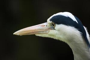 Close-up of a gray heron with sharp focus on the head and beak. Bird photo