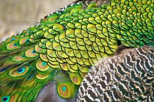 Close-up of colorful peacock feathers with shimmering shades of green and blue. Natural patterns, texture and exoticism in a fascinating close-up. photo