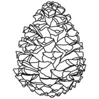 Illustrated stylized outlined pine cone seeds outline line art illustration graphic element design vector