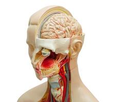 Brain human anatomy model isolated on white background with clipping path. photo
