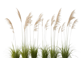 Ornamental grasses swaying in wind, perfect for garden and landscaping design png