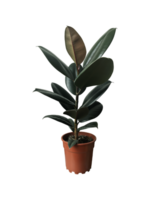 Ficus elastica houseplant with lush green leaves in decorative flowerpot, indoor plant image for home decor, lifestyle, botanical-themed design, isolated object soft selective focus, clipping path png