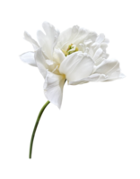 Peony tulip first spring flower, cutout with clipping path isolated object, beautiful single springtime plant with multi-layered petals, floral element of design, decor png