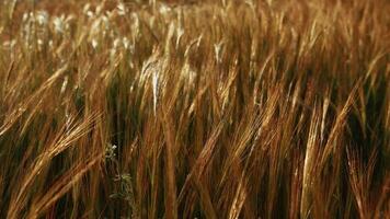 Field Of Wheat Ears Cultivation In Sicily In Summer Countryside Relaxant Nature video