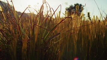 Nature With Blades Of Yellow Grass Moving Sinuously At Sunset video