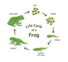 Life Cycle of a Frog vector