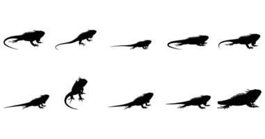 Iguana Silhouette Set Black Reptile Icons in Various Poses on White Background vector