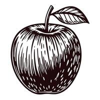 Detailed black and white of a textured apple with stem and leaf vector