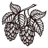 Intricate botanical drawing of hop cones and leaves on a branch vector