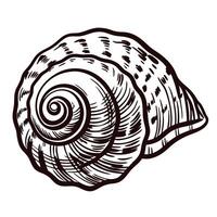 Intricate seashell highlighting nature's whirl and textured details vector