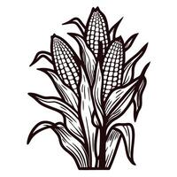Detailed black and white corn with three ears and leaves displayed in close up vector