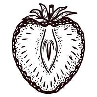 Intricate half strawberry with visible seeds and detailed lines vector
