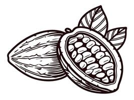 Detailed of cocoa pod with seeds and leaves in monochrome vector