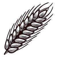 Detailed of wheat spike with intricate grain patterns and natural texture vector