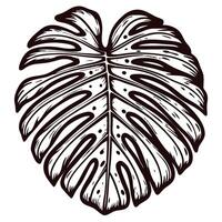 Detailed black and white monstera leaf with intricate patterns and negative space design vector