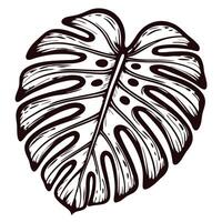 Intricate black and white drawing of monstera leaf with detailed patterns in natural design vector