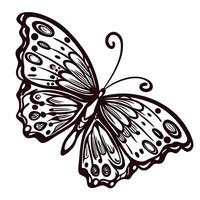 Intricate butterfly line art with detailed wing patterns and ornamental design vector