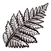 Detailed black and white fern leaf with intricate patterns and texture vector