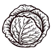 Detailed line art of a cabbage with intricate leaf pattern vector