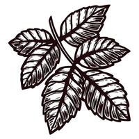 Monochrome sketch of detailed leaves with intricate line work vector