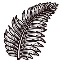 Intricate palm leaf with detailed linework vector