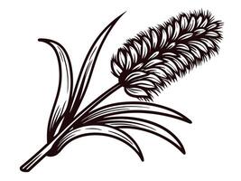 Detailed of a foxtail grass plant with intricate leaf patterns vector