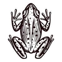 Detailed black and white of a frog viewed from above with intricate patterns vector