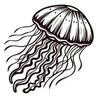 Intricate jellyfish line art with flowing tentacles vector
