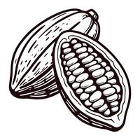 Detailed of cocoa pods with open seeds vector