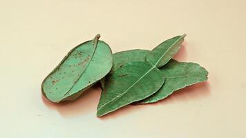 Slightly wilted lime leaves, Realistic leaves for botanical, botanical illustration, nature, craft projects, environmental, decoration, herbal, organic uses. photo
