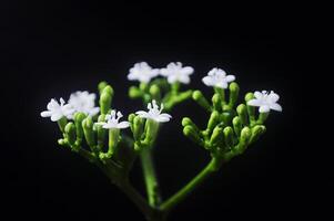 White Flowers, Similar to Chaya Spinach, with Distinct Green Oval Florets and Stems photo