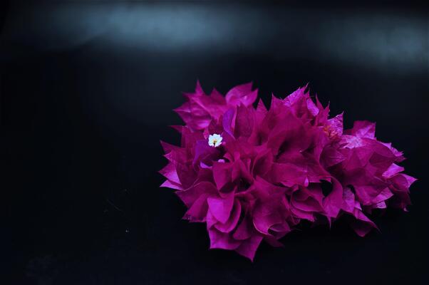 Purple layered bougainvillea, beautiful, originally from South America, front yard hedge plant, in the dark background