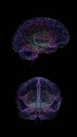 two brain maps, one showing the different areas of the brain video