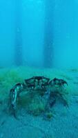 The crab close up running on sand sea bottom underwater video