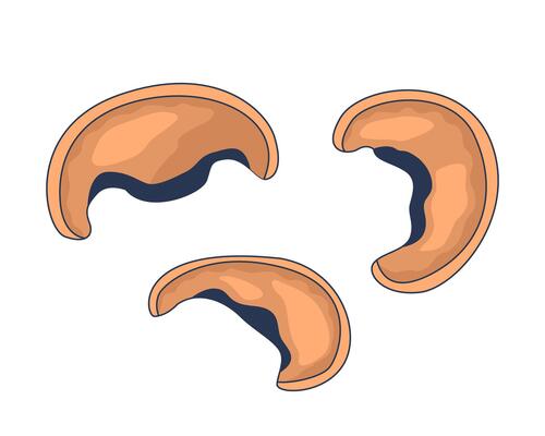 Three brown mushroom caps sliced 2D cartoon object. Edible fungi. Cooking ingredients. Vegan protein. Earthy flavor. Natural food isolated element flat clip art on white. Spot illustration
