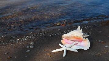 A shell and starfish on the beach video