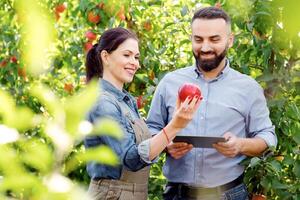 Cultivation, growing, monitoring and harvesting on farm with modern farmers, with device. Glad young male with tablet and lady in apron on plantation with green trees checks red apples in garden photo