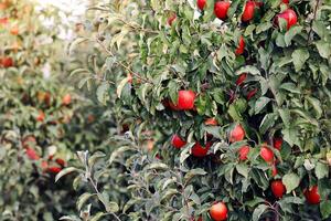Shiny delicious apples hanging from tree branches at orchard in village. Nature and business at social distancing. Ripe red fruits with green leaves on plantation on farm in lens flare, copy space photo