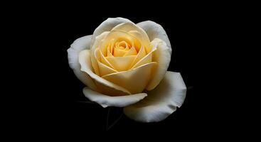 A single white rose is shown against a black background photo