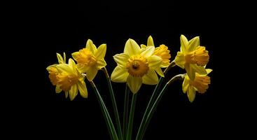 Yellow daffodils in a vase on a black background photo