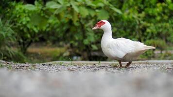 Muscovy Duck Walking on Gravel Path in Lush Green Garden Setting with Vibrant Foliage in Background photo
