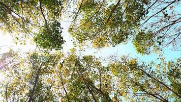 Sunlight Filtering Through Tall Trees with Green and Yellow Leaves Against a Clear Blue Sky in a Serene Forest Setting photo
